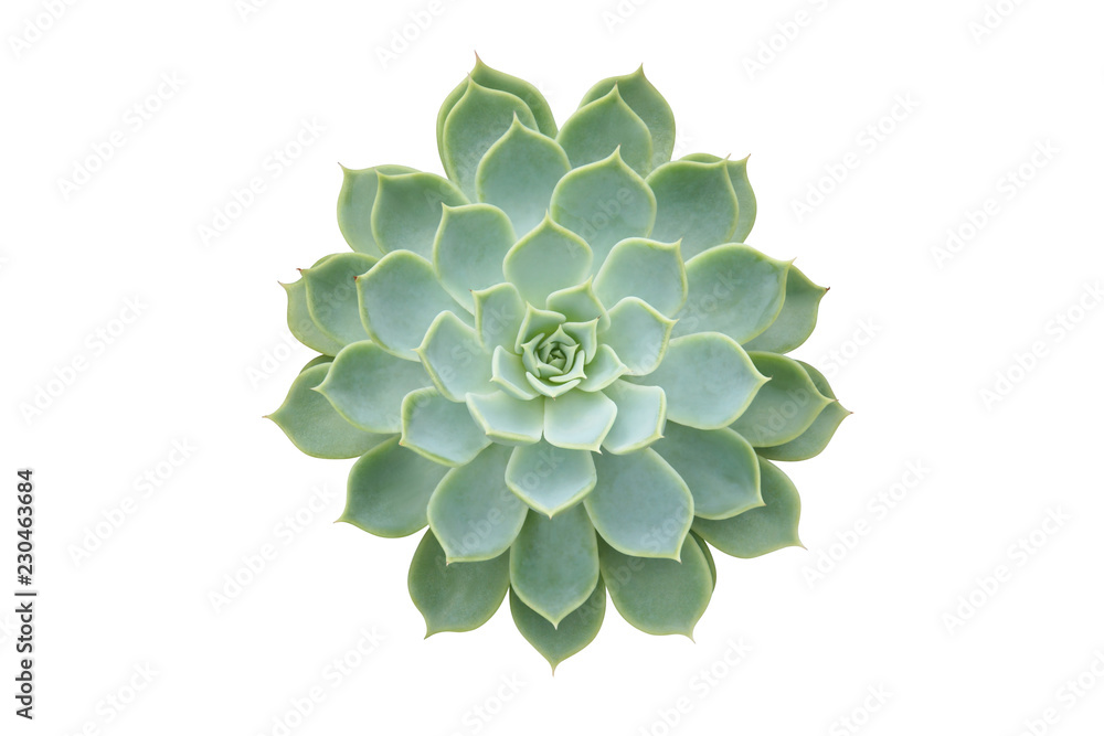 Succulent Draught Tolerant Plant, Echeveria Hybrid Isolated on White Background Succulent Draught Tolerant Plant, Echeveria Hybrid Isolated on White Background