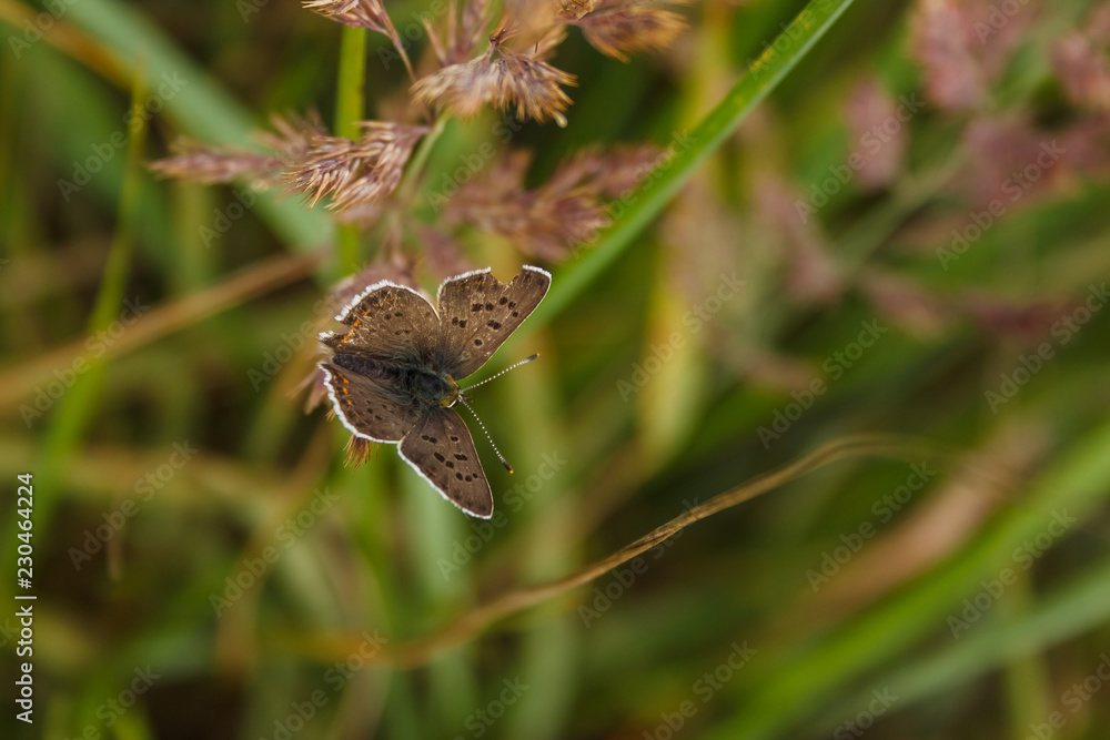A beautiful European butterfly on a plant stem. Close-up A beautiful European butterfly on a plant stem. Close-up