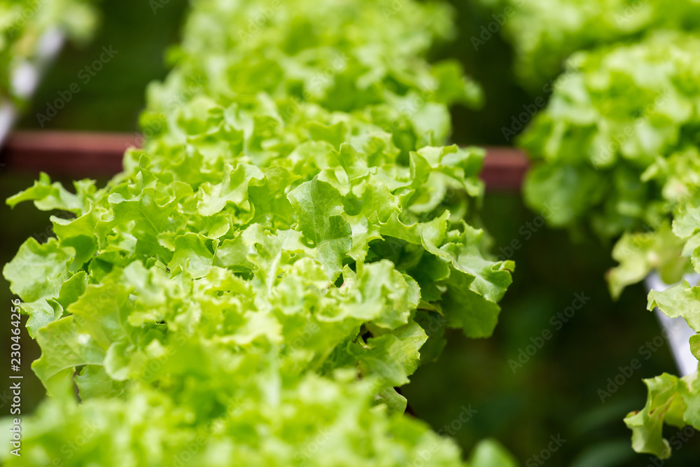 Organic farm with agriculture vegetable hydroponic. Organic farm with agriculture vegetable hydroponic.