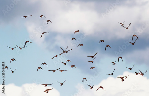 background with a numerous flock of black birds migrating starlings flies up blue sky