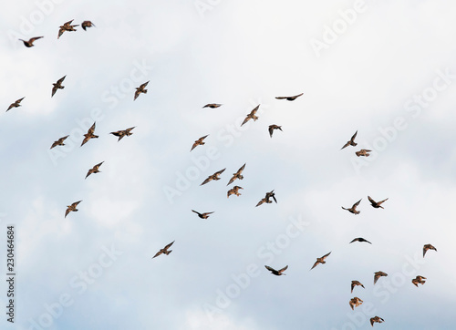 natural background with a large flock of black birds migrating starlings flies on blue sky
