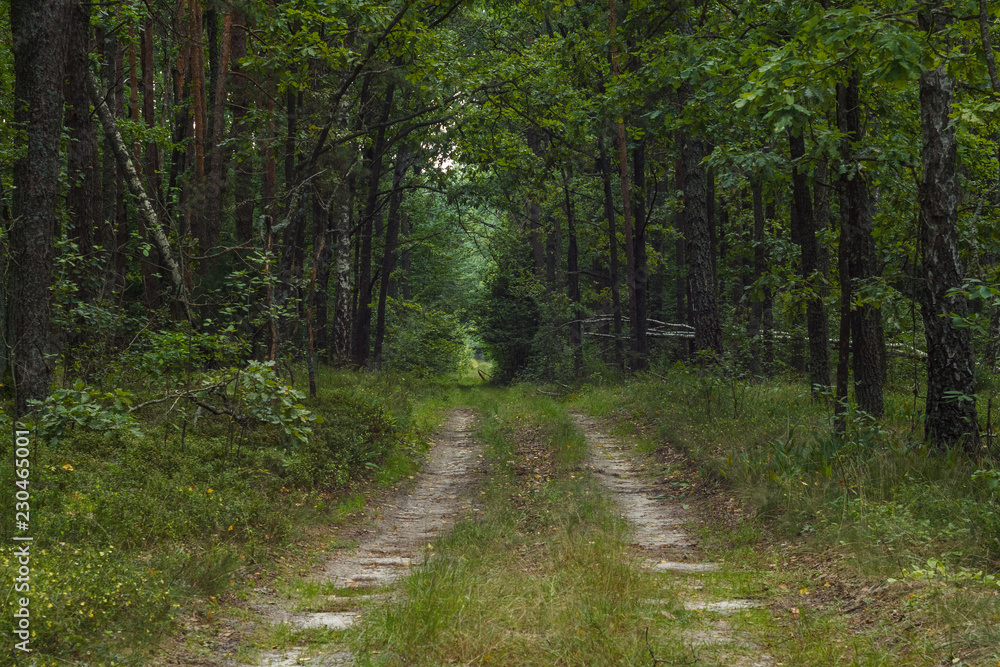 Obraz premium Forest road. Background. Summer