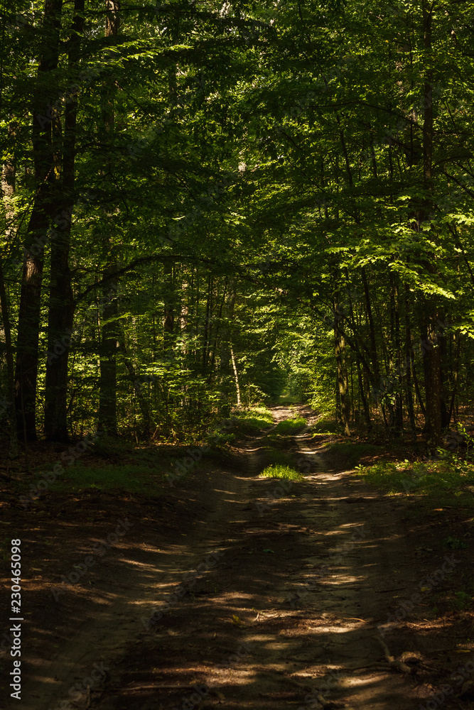 Forest road. Sun rays illuminate the dark forest. Background. Summer