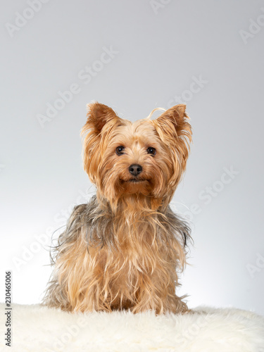 Yorkshire terrier dog portait. Image taken in a studio with white background.