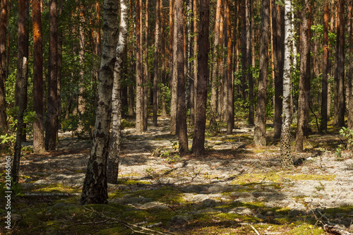 Fototapeta Naklejka Na Ścianę i Meble -  Birchs in a pine forest. Sunny day