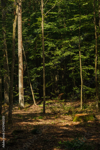 Sun rays illuminate the dark forest. Hardwood. Background. Summer