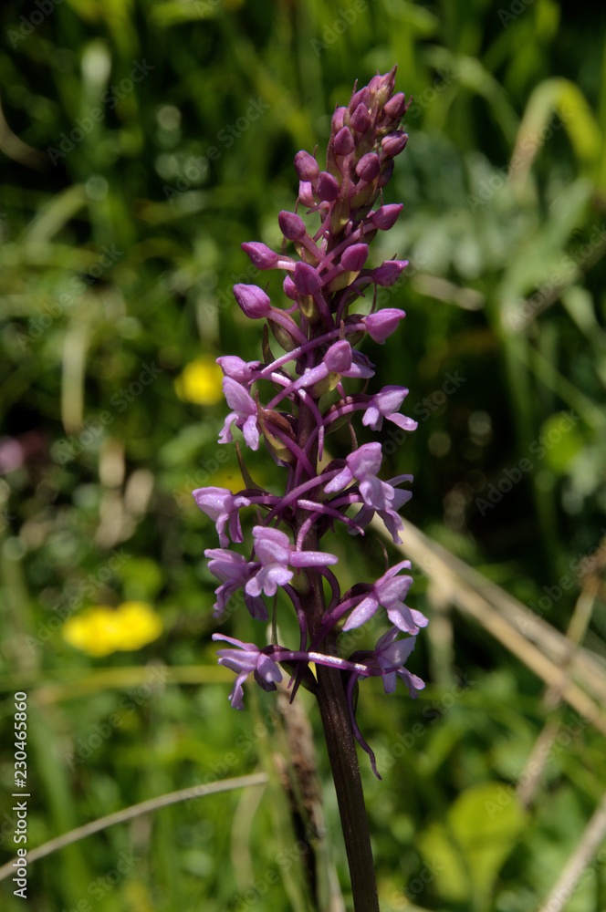 Gymnadenia conopsea; fragrant orchid or marsh fragrant orchid on Alp Palfries, Switzerland Gymnadenia conopsea; fragrant orchid or marsh fragrant orchid on Alp Palfries, Switzerland