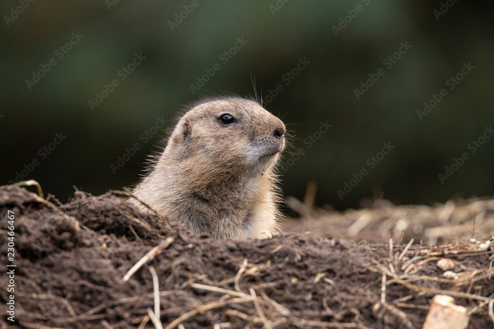 Fototapeta premium Prairie dog, Cynomys