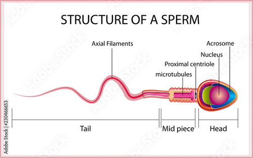 One sperm is human semen. In the white back