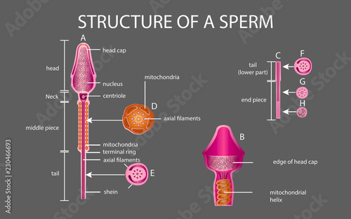 One sperm is human semen. In the white back