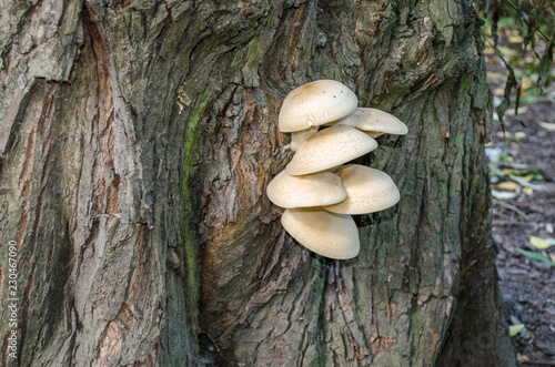 Mycelium on the tree