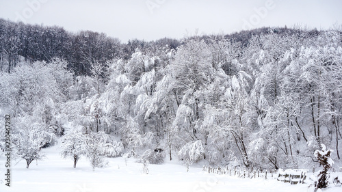 Winter rural landscape with snow covered hill and trees and wooden fence. Untouched snow. © Gabriel