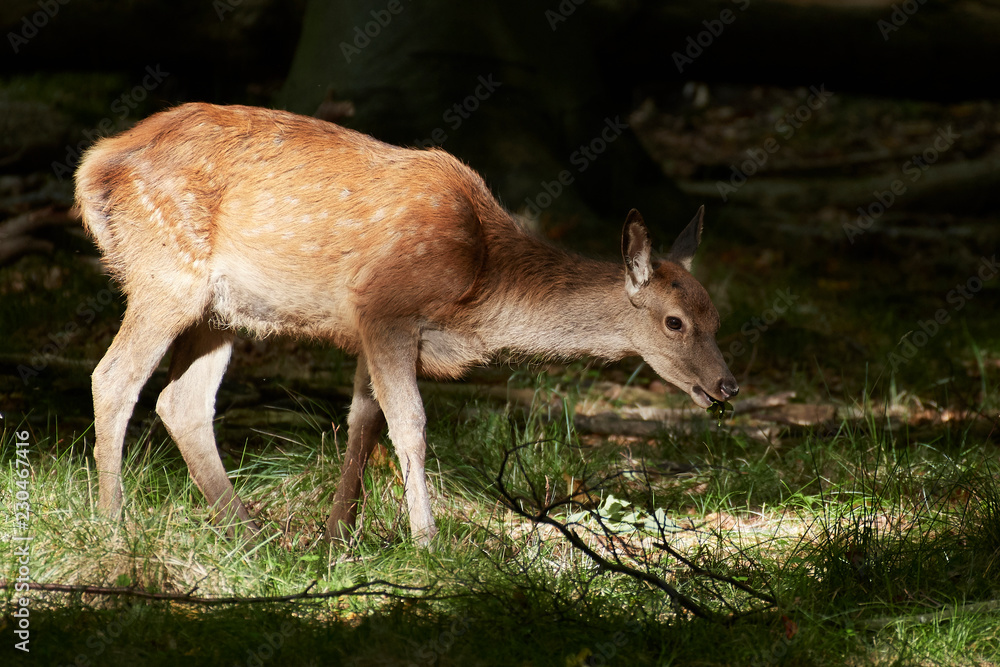 Red deer (Cervus elaphus) Red deer (Cervus elaphus)