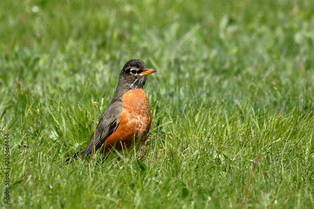 Spring Robin on the Lawn - An American Robin watches for insects on a green grass lawn.
Spring Robin on the Lawn - An American Robin watches for insects on a green grass lawn.