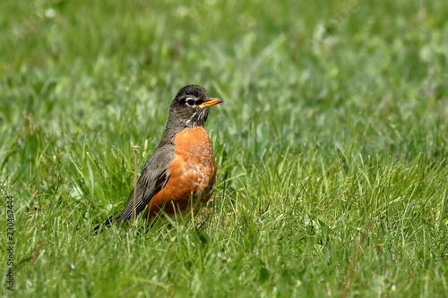 Spring Robin on the Lawn - An American Robin watches for insects on a green grass lawn. 