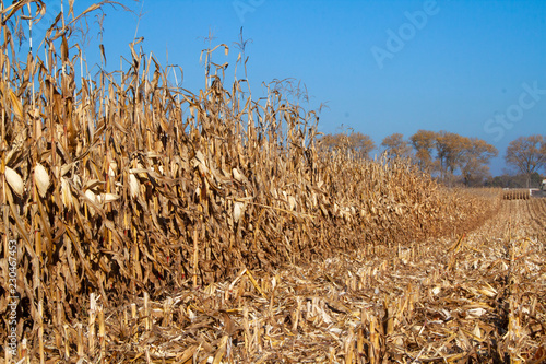 Corn field after harvesting, industry, agriculture, sunny day