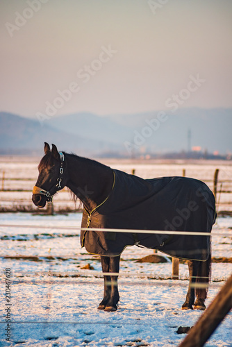 Fototapeta Naklejka Na Ścianę i Meble -  Brown horse covered with a blanket on a snow in winter