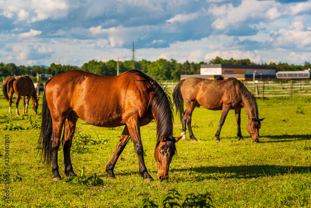 Three Beautiful horses grazing in lush green sunlit pasture outdoors summer on green field