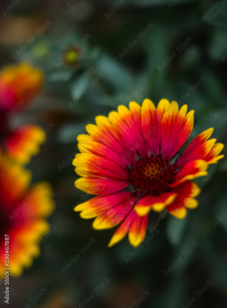 Rudbeckia, bright red and yellow autumn flowers Rudbeckia, bright red and yellow autumn flowers