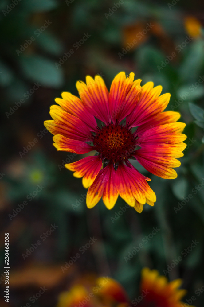 Rudbeckia, bright red and yellow autumn flowers Rudbeckia, bright red and yellow autumn flowers