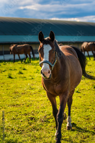 Fototapeta Naklejka Na Ścianę i Meble -  Beautiful horse grazing in lush green sunlit pasture outdoors summer running towards camera. Horses in background