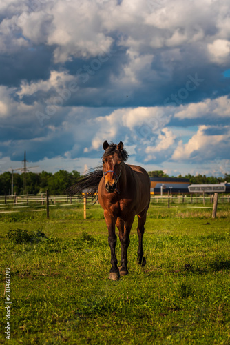 Fototapeta Naklejka Na Ścianę i Meble -  Beautiful horse grazing in lush green sunlit pasture outdoors summer running towards camera