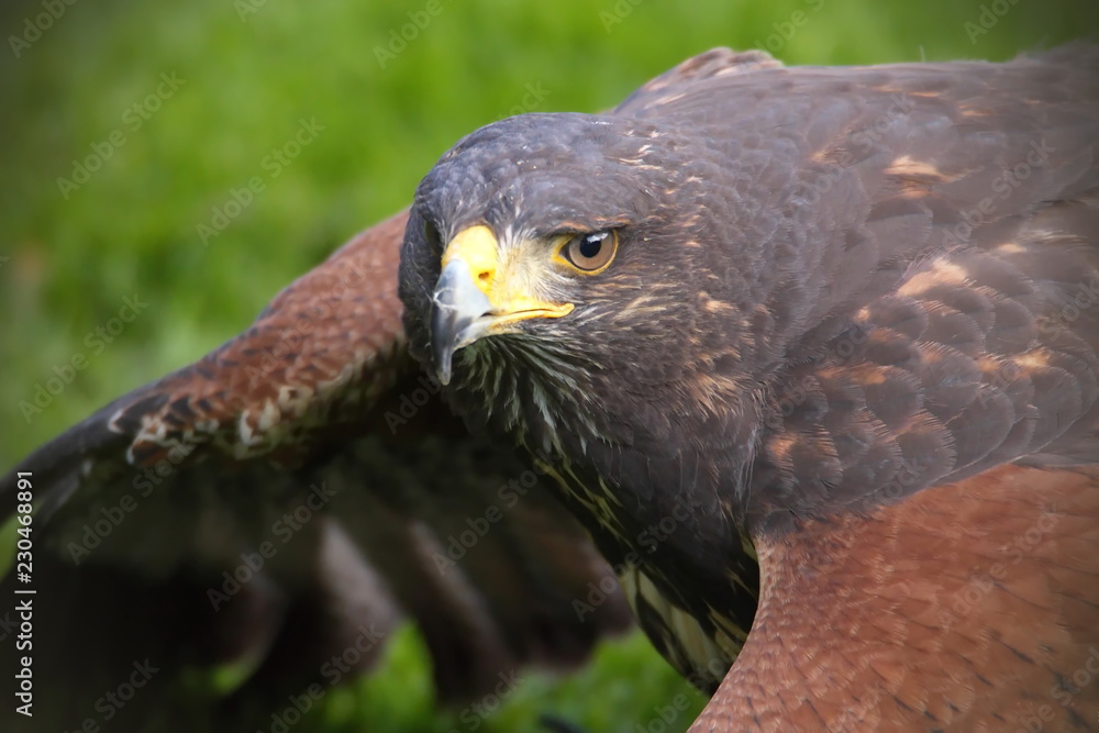 Fototapeta premium Wüstenbussard