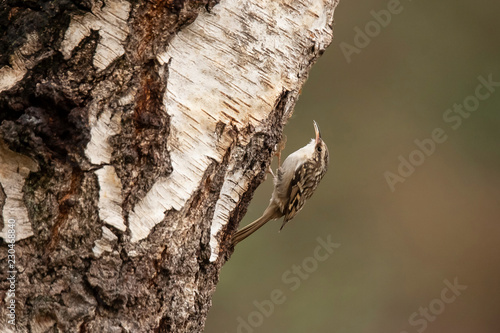 Short Toed Treecreeper,  Certhia brachydactyla