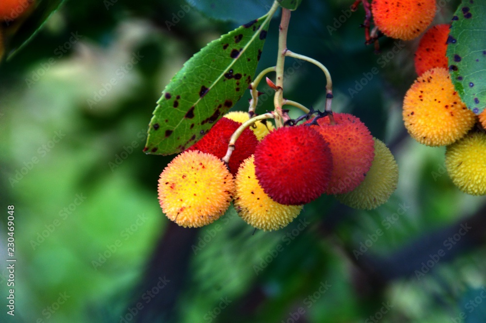 Arbutus unedo; fruit of the modronho, or Strawberry Tree, in Tuscany Arbutus unedo; fruit of the modronho, or Strawberry Tree, in Tuscany