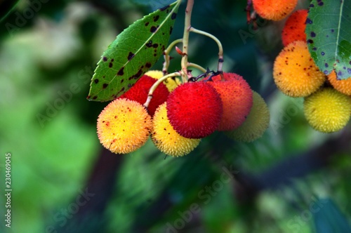 Quadro su tela Arbutus unedo; fruit of the modronho, or Strawberry Tree, in Tuscany