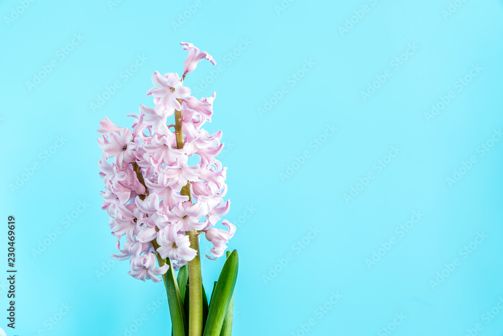flower plant hyacinth on a colored background flower plant hyacinth on a colored background