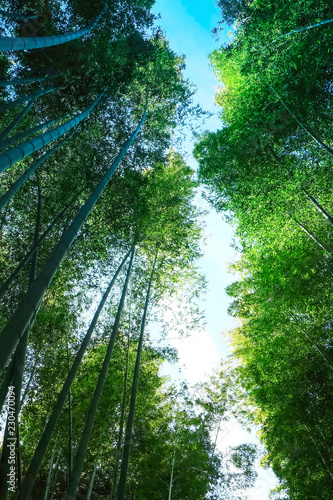 Bamboo forest at Arashiyama district in Kyoto  Japan.