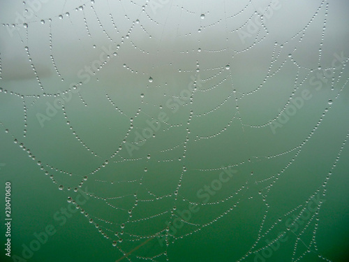 Drops of water hang on the web. After the rain, the drops remained on the web.
