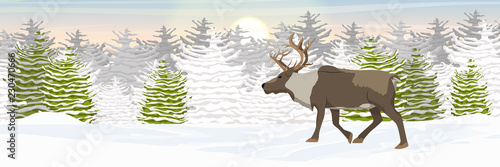 A wild reindeer walks through a snow-covered plain in front of the tundra. Spruce coniferous forest in the snow. Animals of Russia, Canada, USA, Scandinavia and Iceland. Northern landscape