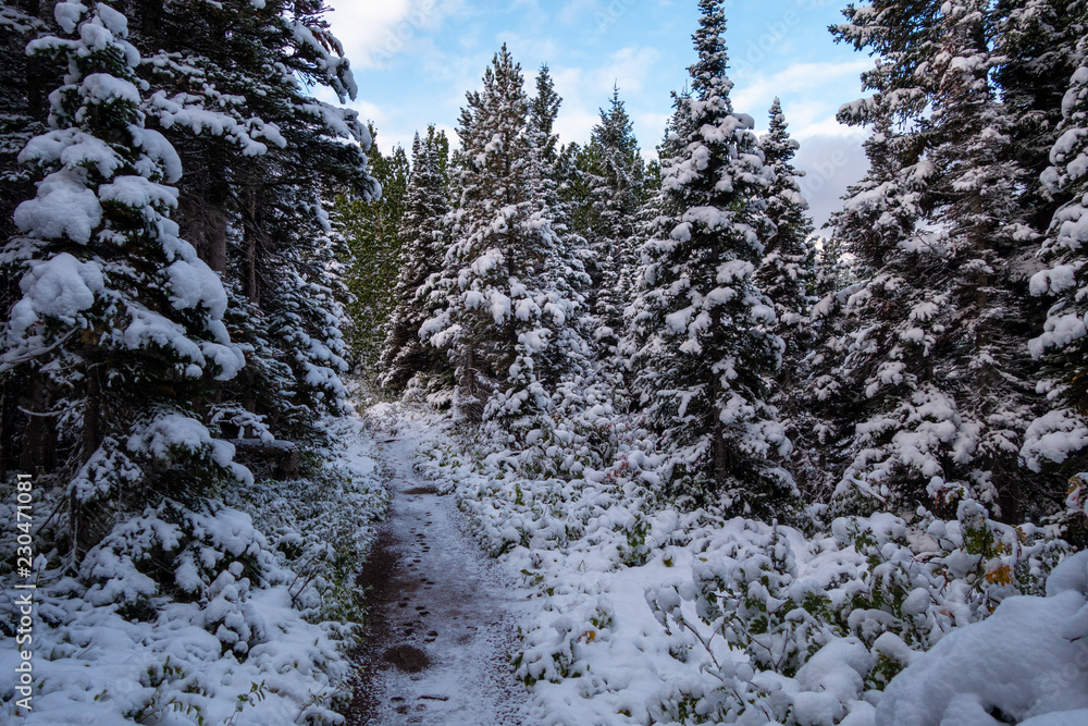 Snow covers the vegitation and trail after a snow storm. Swiftcurrent Lake Nature Trail, Glacier National Park, Montana Snow covers the vegitation and trail after a snow storm. Swiftcurrent Lake Nature Trail, Glacier National Park, Montana