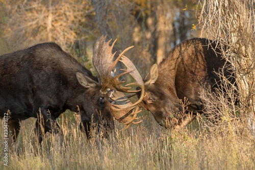 Bull Moose fighting photo