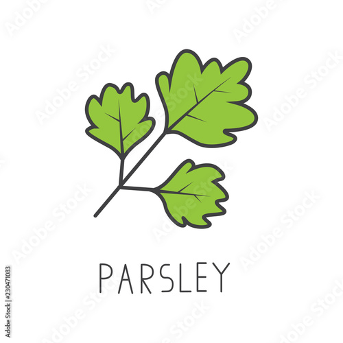 parsley line vector illustration, cooking isolated icon.