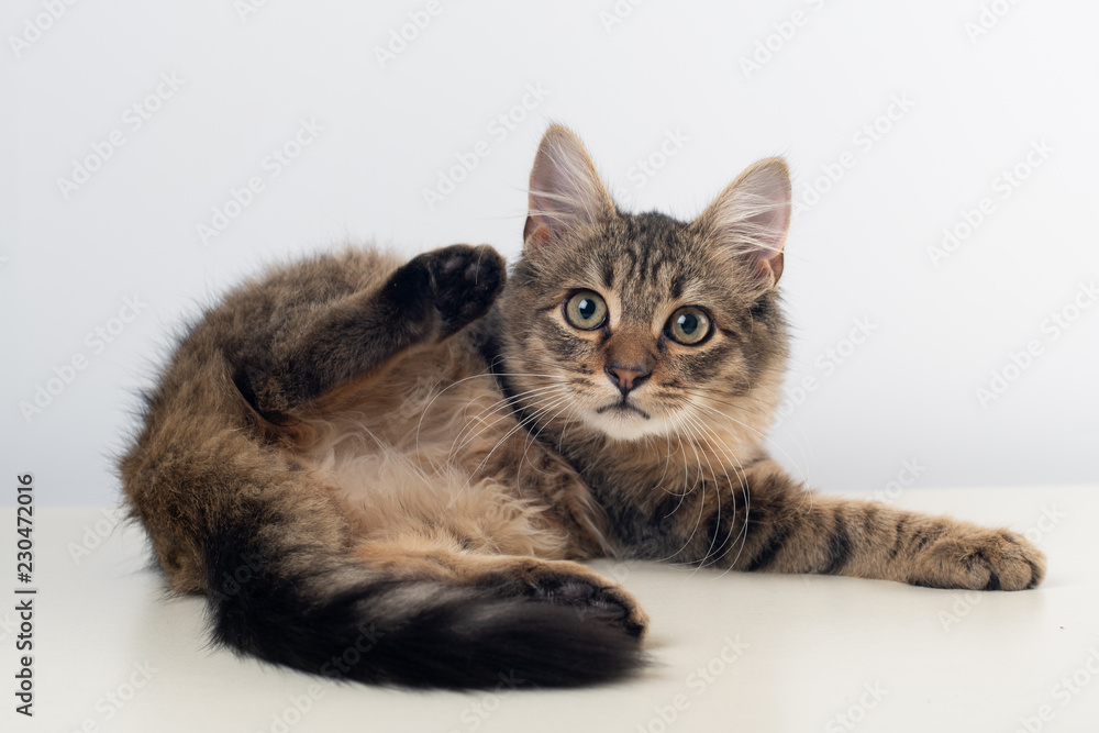 Little four month mixed breed kitten lying with raised paw