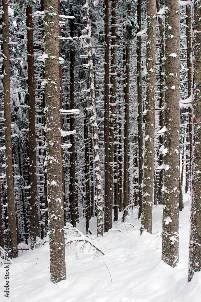 Fototapeta premium Зимняя ель/Winter spruce