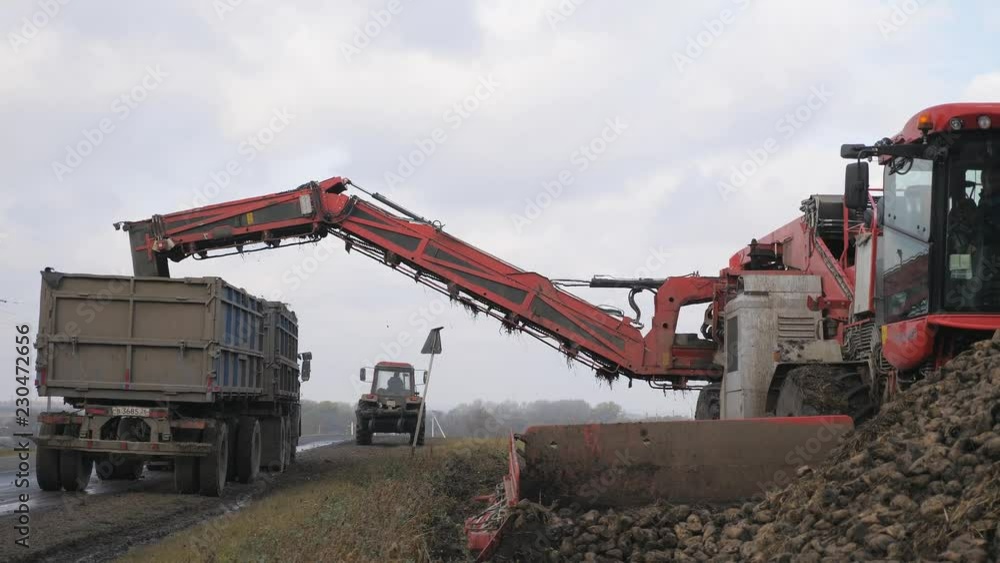 Sugar-beet harvesting. operation of loading the root in the back of a truck trailer.
