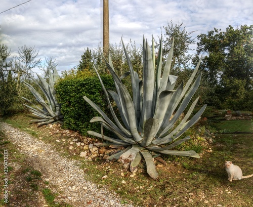 Aloe vera in Tuscan garden photo