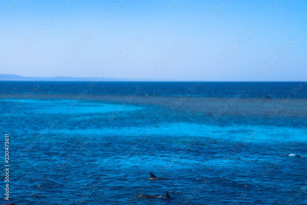 Coloring dolphins against the backdrop of the red mora in Egypt. Oceanic fauna with animals. Stock photo for tourist design