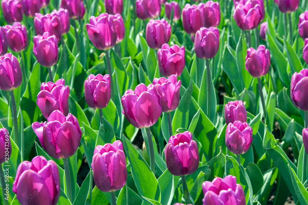 Fototapeta premium Тюльпан/Tulip