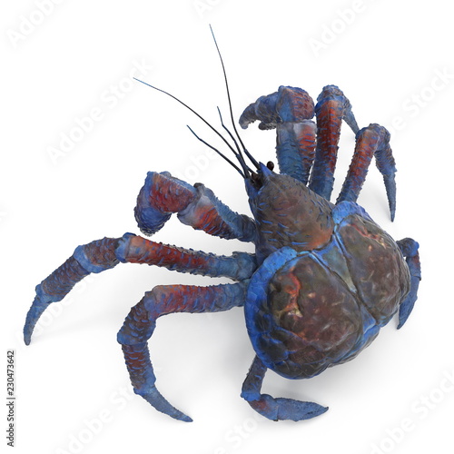 Coconut Crab Isolated On White Background. 3D Illustration photo