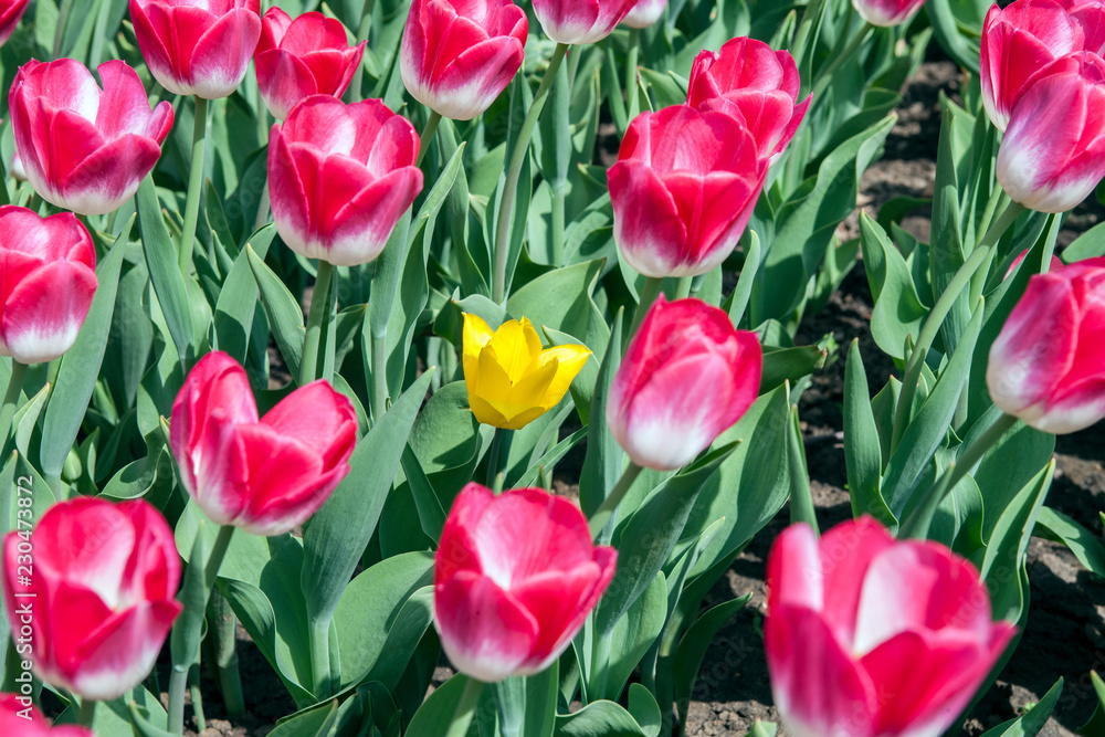 Fototapeta premium Тюльпан/Tulip