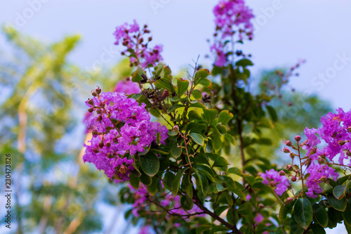 Lagerstroemia indica purple flowers