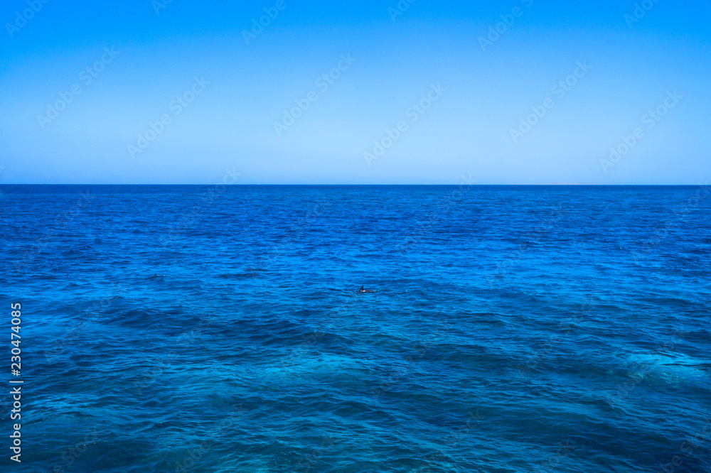 Coloring dolphins against the backdrop of the red mora in Egypt. Oceanic fauna with animals. Stock photo for tourist design Coloring dolphins against the backdrop of the red mora in Egypt. Oceanic fauna with animals. Stock photo for tourist design