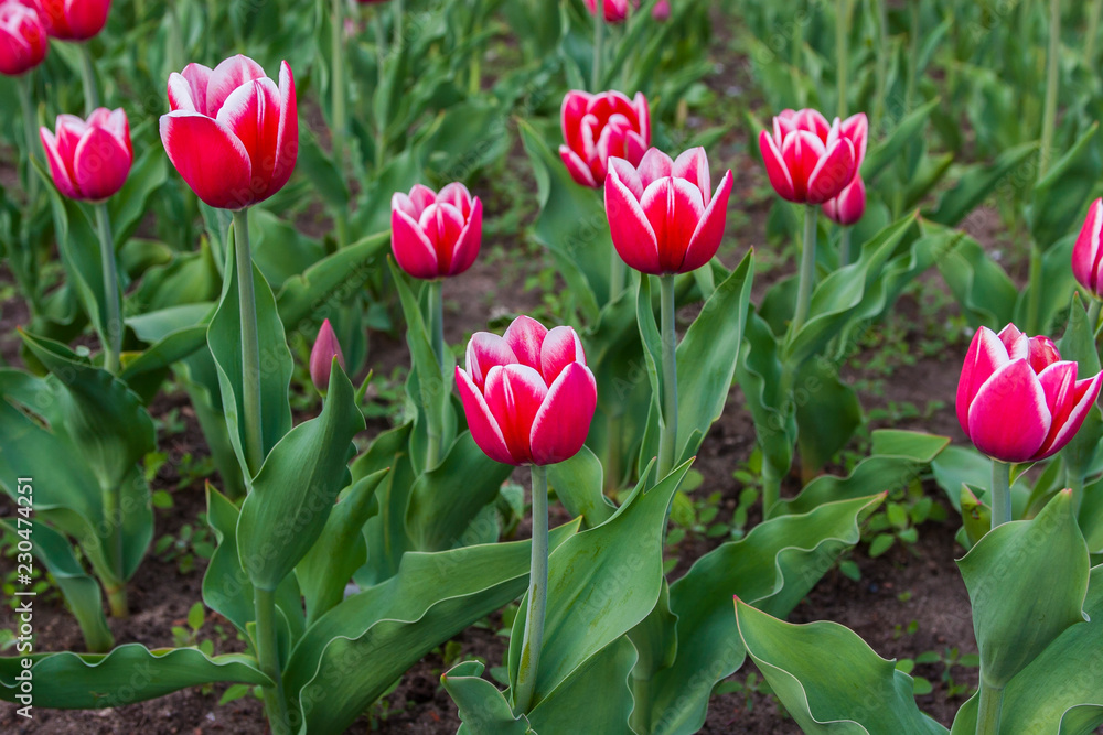 Fototapeta premium Тюльпан/Tulip