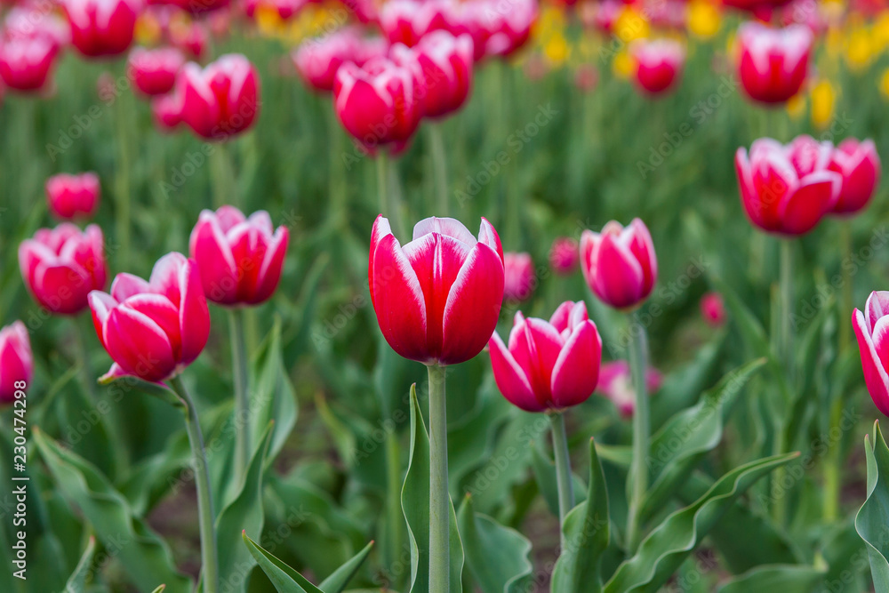 Тюльпан/Tulip