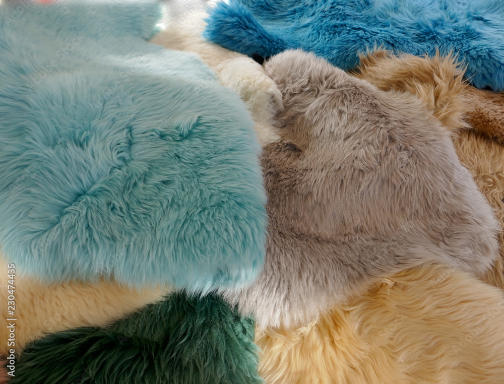 Obraz premium Lambskins, furs in trendy colorful colors, close-up, background and texture of an animal fur